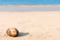 Fallen coconut lies on a beach