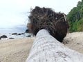 Fallen coconut tree on the beach Royalty Free Stock Photo
