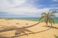 The view of Pantai Jambu Bongkok Beach with almost fallen fallen coconut tree in Terengganu, Malaysia. Royalty Free Stock Photo