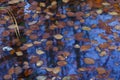 Leaf fall. Colorful  fallen leaves on the blue water surface Royalty Free Stock Photo