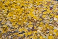 Fallen colored leaves on the water surface. Colorful autumn background. Royalty Free Stock Photo