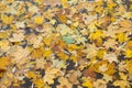 Fallen colored leaves on the water surface. Colorful autumn background. Royalty Free Stock Photo