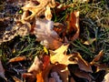 Fallen colorful autumn leaves covered in frost in early morning light Royalty Free Stock Photo