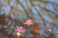 Fallen Japanese Autumn Maple leaves on pond waters Royalty Free Stock Photo