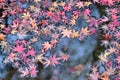 Fallen Japanese Autumn Maple leaves on pond waters Royalty Free Stock Photo