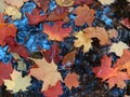 Fallen colourful leaves after the rain with blue sky reflected in the water.Canadan autumn background Royalty Free Stock Photo