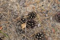 Fallen cones to the ground. Cones on the ground against a background of dry needles. Royalty Free Stock Photo