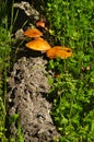 Fallen cork tree log with mushrooms - Gymnopilus suberis