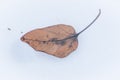 Abstract Embleme Art - Fallen Cottonwood Leaf