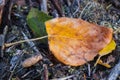 Fallen Cottonwood Leaf - Still Life