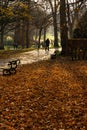 Fallen Dark Brown Beech Leaves in a Public Park.