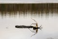Fallen dark tree log floating still in calm mist-like lake surface reflection. Royalty Free Stock Photo