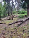 Fallen Dead Logs Arranged in a Pattern 2