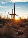 Fallen dead saguaro in front of live ones at sunset in Arizona desert Royalty Free Stock Photo