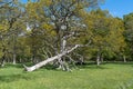 Fallen dead tree in a beautiful bright forest