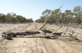 Fallen dead tree blocking road.