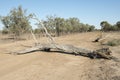 Fallen dead tree blocking road.