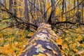 Fallen dead tree in the forest and wet autumn leaves adhered to its trunk. Ominous tentacles of the roots