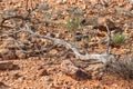 A Fallen Dead Tree In A Harsh Semi Desert Environment