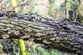 A fallen dead tree with dead ivy vines and growths of bracket fungi Trametes versicolor Royalty Free Stock Photo