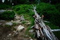 A fallen dead tree on a rocky mountain trail