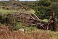 Fallen Dead Tree with Roots and Soil