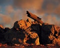 Fallen dead tree trunk on sandstone rock formation.