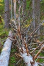 Fallen dead tree in woods