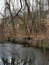 Fallen Dead Trees in the Water on an Overcast Day