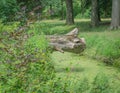 Fallen decaying tree above the river forest landscape Royalty Free Stock Photo