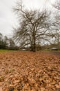 Fallen deciduous leaves and bare tree