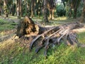 The fallen decompose tree trunk on the ground