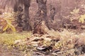 the fallen decompose tree trunk at the plantation Royalty Free Stock Photo