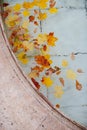 Fallen different colourful leaves floating in fountain, top view.. Autumn season Royalty Free Stock Photo