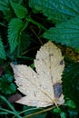 Fallen leaves, it`s autumn, a new start is coming