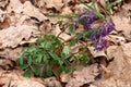 Wild corydalis. Royalty Free Stock Photo