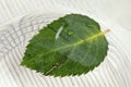 Fallen down leaf of a rose