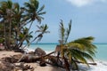 Fallen down Palm Tree in the wind on caribbean