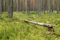 Fallen down rotten tree