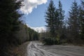 Fallen down tree along forest service road