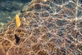 The fallen-down yellow autumn leaf in clear river water Royalty Free Stock Photo