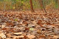 Fallen dried leaves with sunlight drop