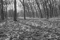 Fallen dried leaves in rubber plantation