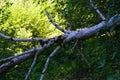 Fallen dried tree in forest