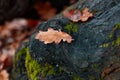 Fallen dry autumn leaves a dark background Royalty Free Stock Photo