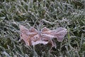 A fallen dry autumn maple leaf covered with hoarfrost lies on dark green grass with frost. First October frosts Royalty Free Stock Photo