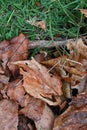 FALLEN DRY BROWN LEAVES ON GREEN LAWN