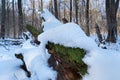 Fallen Dry Dead Oak Tree Trunk Under Fresh Clean Snow, Overgrown With Green Moss, Winter Forest On Sun Dawn, Deep Shadows