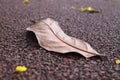 Fallen dry leaf on running track