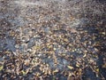 Fallen dry leaves disrupted on cement floor.